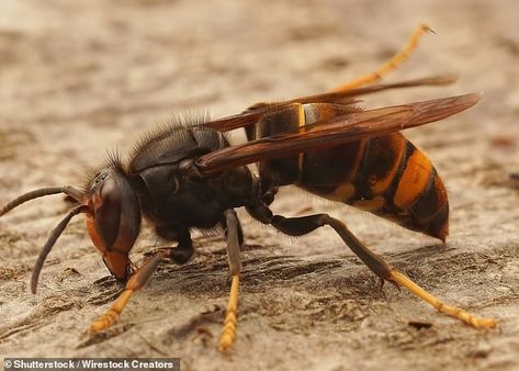 Wasp Stings, Termite Damage, Wasp Nest, Bee Colony, Termite Control, Lavender Plant, New Forest, Wasp, Hornet