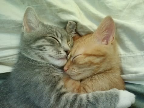 Cat Hug, Cat Couple, Cat Cuddle, Söt Katt, Two Cats, Cat Aesthetic, Cute Cats And Kittens, Silly Cats, Pretty Cats