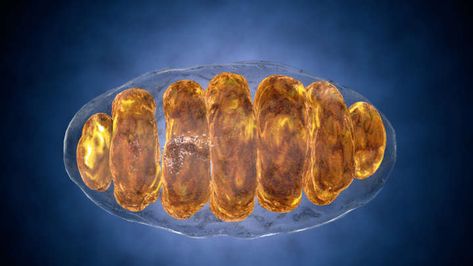 A piece of high school genetics, relied on for many sorts of genetic testing, has been found to have exceptions. Although mitochondrial DNA (mtDNA) is norm The Eve Gene, Dna Facts, Prokaryotic Cell, Mitochondrial Health, Mitochondrial Dna, Eukaryotic Cell, Genetic Diseases, Human Genome, Homemade 3d Printer