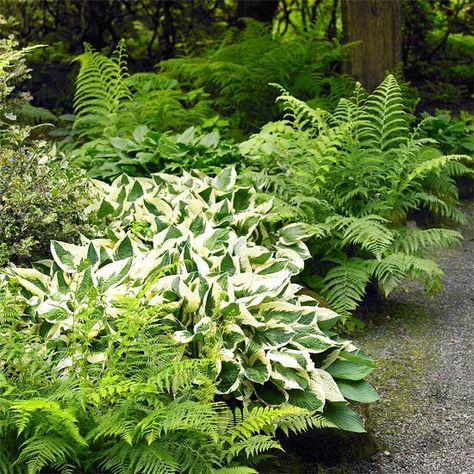 Ferns Garden, Hosta Gardens, Have Inspiration, The Secret Garden, Woodland Garden, White Gardens, Garden Boxes, Shade Plants, Pretty Green