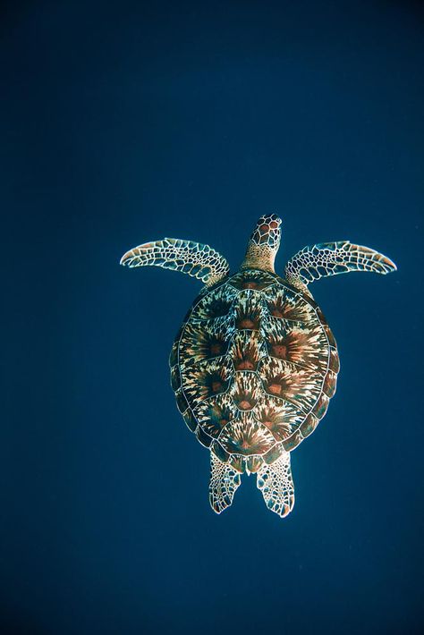 Snorkeling with Sea Turtles on Gili Trawangan - Underwater Photo Gallery I love the pattern of a green sea turtle's shell (especially when it doesn't have any algae). I was able to swim just above this one as it swam out into the blue water while the morning sun sparkled through the surface on Gili Air. Snorkeling Pictures, Sea Turtles Photography, Sea Turtle Shell, Sea Turtle Pictures, Life Reference, Turtle Wallpaper, Baby Sea Turtles, Sea Turtle Art, Turtle Swimming