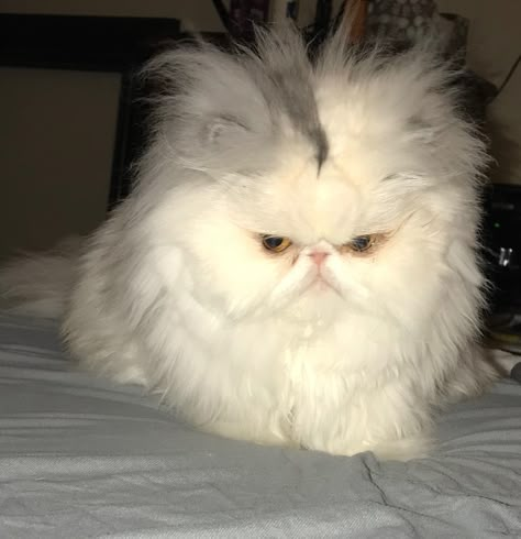 Cat With No Hair, Persian Kittens, Angry Cat, Silly Cats Pictures, Cat Icon, Baymax, Cute Baby Cats, Persian Cat, Cat Aesthetic