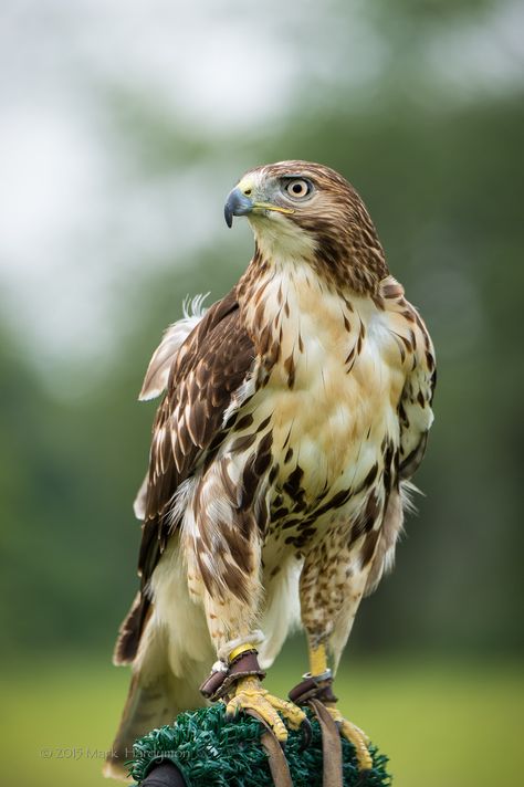 Hawk Bird Photography, Hawk Photography, Red Tail Hawk, Hawk Tattoo, Wild Animals Photography, Eagle Images, Eagle Pictures, Red Tailed Hawk, Animal Portraits Art