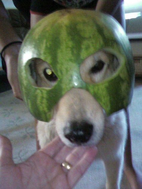 Watermelon helmet Watermelon Helmet, Watermelon, Chicken, Blue