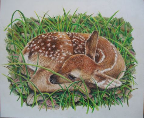 Original Baby deer artwork - Hand drawn colored pencil art - Original Pencil drawing - One of a kind artwork - Baby Deer - Original artwork Drawing Of An Animal, Baby Deer Art, Pencil Artists, Colored Pencil Art, Deer Artwork, Deer Drawing, Deer Photos, Fawn Colour, Draw Animals