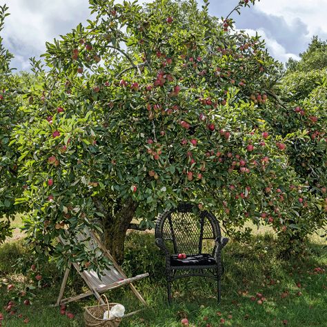 Keen to plant a fruit tree in your garden? Now is the perfect time House Makeovers, Plum Tree, Types Of Fruit, New Roots, Beautiful Home Designs, Wildlife Gardening, Apple Tree, Small Gardens, Fruit Trees