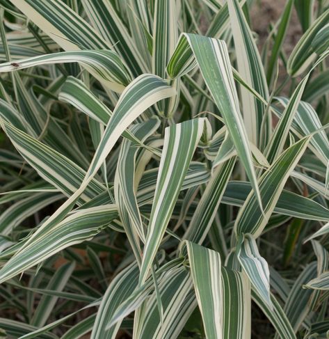 A variegated variety of ribbon grass (Phalaris arundinacea) has creamy striped foliage. Photograph by F.D. Richards via Flickr. Ribbon Grass Plants, Ribbon Grass Landscaping, House Front Landscape, Lion Flower Tattoo, Phalaris Arundinacea, Plan Garden Design, East Facing Garden, Yucca Filamentosa, Lion Flower