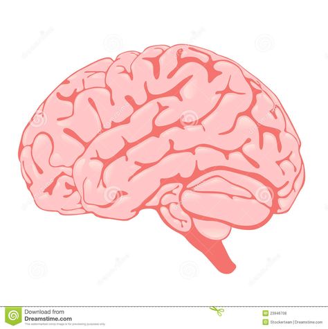 Pink Brain The Side View Royalty Free Stock Photos - Image: 23946708 Brain Side View, Drawing Medical, Brain Images, Brain Art, School Resources, Free Stock Photos Image, Background Illustration, Neuroscience, Side View