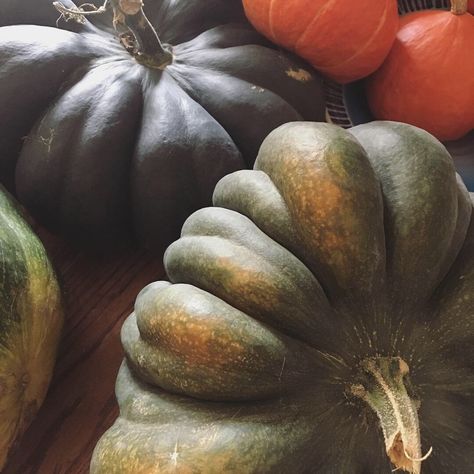 Musquee De Provence Heirloom Pumpkin Food Garden Ideas, Rainbow Corn, Purple Vegetables, Purple Cauliflower, Saving Seeds, Healthy Fruits And Vegetables, Tea Herbs, Foraged Food, Food Is Medicine