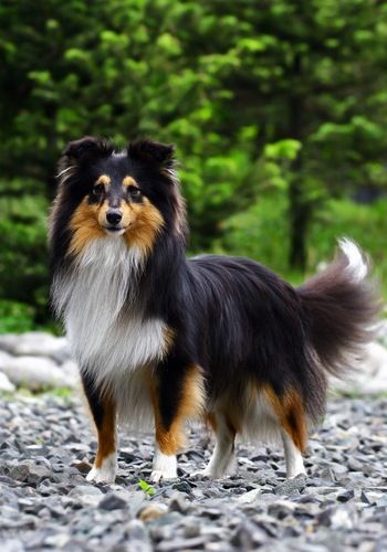 Shetland Sheepdog! Tri Color Sheltie, Shetland Sheepdog Tri Color, Sheltie Tri Color, Tricolor Sheltie, Sheltie Puppy, Sheltie Dogs, Shetland Sheep, Bully Sticks, Rough Collie