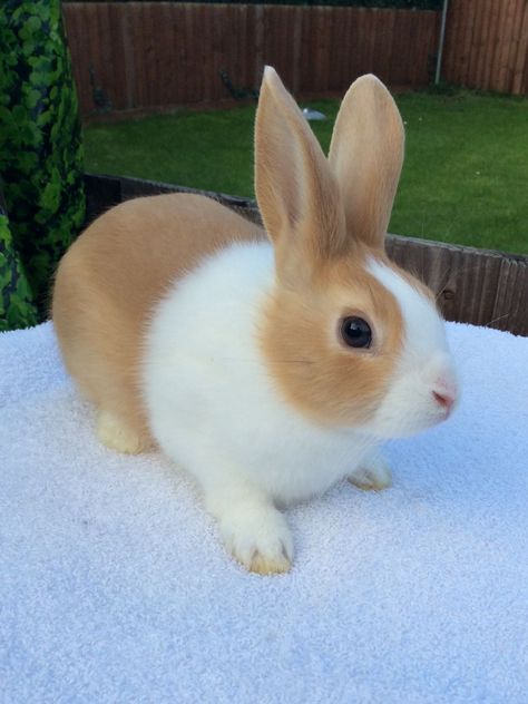 Dutch rabbit: small to medium size , they weigh around 4 pounds, they are white wuth a colored base coat, they have compact bodies and erect ears. Dutch Bunnies, Dutch Rabbits, Bunny Colors, Dutch Bunny, Cutest Bunny Ever, Dutch Rabbit, Pet Bunny Rabbits, Rabbit Pictures, Rabbit Breeds