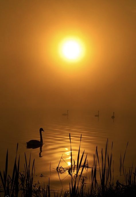 Sun Reference, Golden Lake, On Golden Pond, Trending Pins, Lake Life, Art Board, Sunrise Sunset, Painting Ideas, Art Boards