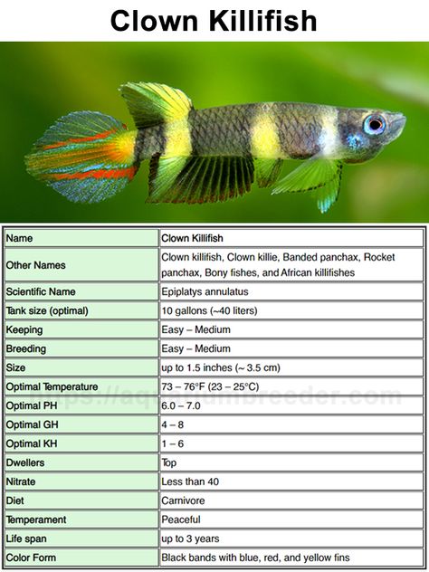 Clown Killifish, Fish Classification, Aquarium Scape, Pet Shrimp, Fish Information, Fish Aquarium Decorations, Fish Tank Terrarium, Tropical Fish Tanks, Betta Fish Care