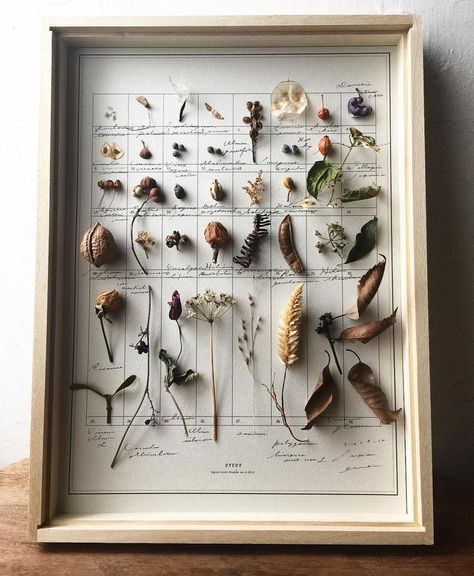 Plant Specimen Art, Herbarium Aesthetic, Plant Pressing, Nature Cabinet, Naturalist Decor, Pressed Botanical Art, Boho Decor Ideas, Specimen Display, Deco Nature