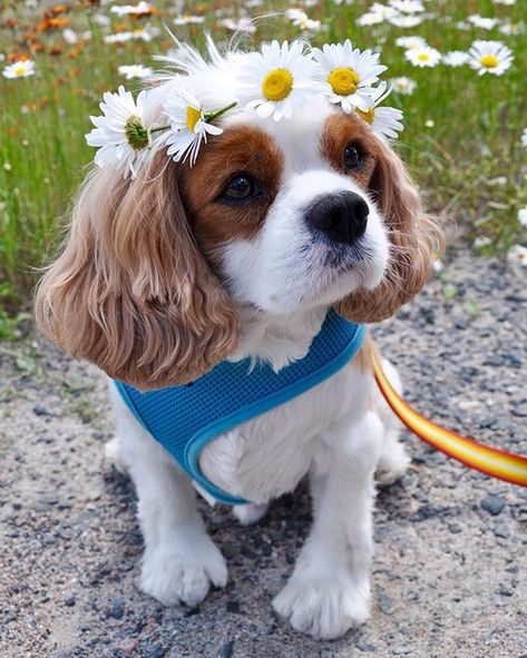 Cavalier King Spaniel, King Spaniel, Cavalier Dog, King Charles Puppy, Apartment Dogs, Cavalier King Charles Dog, Cavalier Puppy, King Charles Dog, King Charles Cavalier Spaniel Puppy