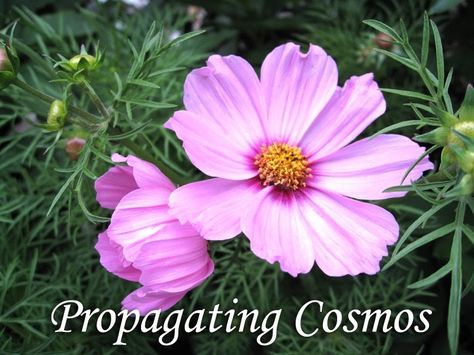 My experiments in propagating plants has extended to any and all plants that I have available in my garden. This includes some lovely Cosmo ... Growing Cosmos, Cosmo Flowers, Cosmos Plant, Propagate Succulents, Propagate Plants, Flower Pot Ideas, Gardening Tricks, Propagating Succulents, Cosmos Flowers