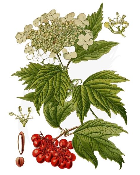 Hedgerow Plants, Hedge Witchery, Foraging Guide, Guelder Rose, Rose Notebook, Viburnum Opulus, Missouri Botanical Garden, Food Medicine, British Garden