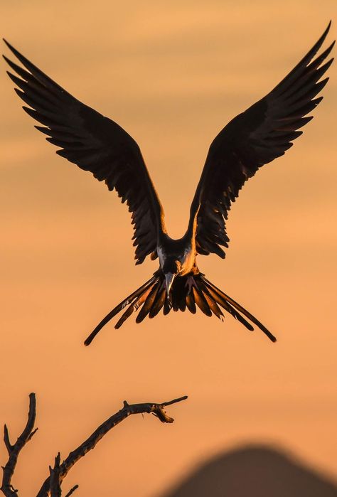 Amazing bird sunset landing photo. #amazing #bird #sunset #landing Eagle Images, Eagle Wallpaper, Eagle Pictures, Bird Wings, Bird Pictures, Hd Picture, Bird Photo, Birds Of Prey, Birds Flying