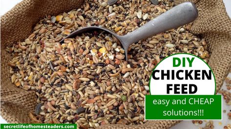 Diy Chicken Layer Feed Recipes, Bulk Chicken Feed Storage, Diy Chicken Layer Feed, Chicken Feed Mix Recipe, Homemade Chicken Feed For Layers, Diy Chicken Feed Recipes, Chicken Treats Diy, Diy Chicken Food, Organic Chicken Feed Recipe