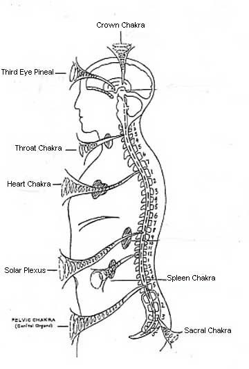 Chakras Some Results of the Initiation Rudolf Steiner | The Tree of Spirit Science, Pineal Gland, Qi Gong, Ancient Knowledge, Les Chakras, Kundalini Yoga, Chakra Meditation, Sacral Chakra, Mind Body Spirit