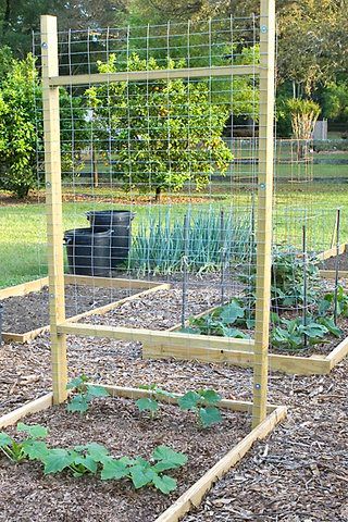 Cucumber Trellis, Diy Garden Trellis, Vertical Garden Design, Vertical Vegetable Garden, Vertical Garden Diy, Garden Vines, Garden Area, Garden Veggies, Veg Garden