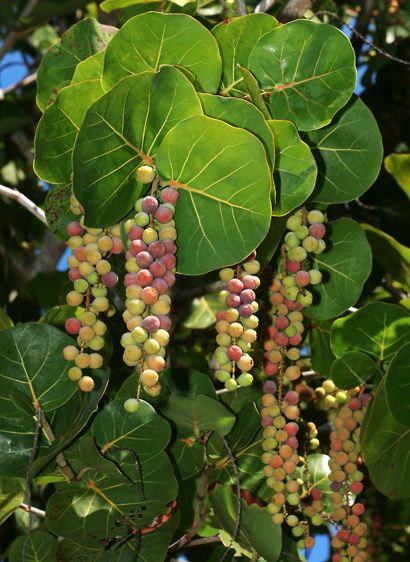 Coccoloba uvifera - Sea Grape, Seagrape (fruit) White Sapote, Sea Grapes, Weird Fruit, Grape Tree, Growing Grapes, Beautiful Fruits, Hidden Treasure, Unique Trees, Exotic Fruit