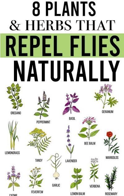 Plants That Repel Flies, Repel Flies, Insect Repellent Plants, Plantarea Legumelor, Plants That Repel Bugs, Mosquito Plants, Small Backyard Design Layout, Herbs Plants, Repellent Plants