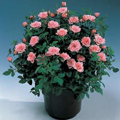 Guide to growing miniature roses indoors. Indoor Roses, Miniature Roses, Bonsai Seeds, Rose Care, Rose Trees, Growing Roses, Planting Roses, Mini Roses, Rose Bush