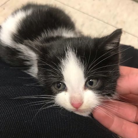 Bea Core, Prettiest Cat, Stray Kitten, Cute Black Kitten, Tuxedo Kitten, Pets 3, Kitten Pictures, Kittens And Puppies, Baby Kittens