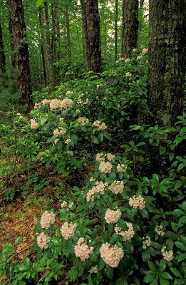 Cabin Landscaping, Kalmia Latifolia, Landscape Plants, Constant Contact, Mountain Laurel, House Photo, Genesis 1, Appalachian Mountains, Woodland Garden