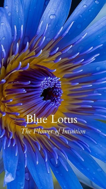 Blue Lotus Meaning, Egyptian Blue Lotus Flower Tattoo, Blue Lotus Egypt, Blue Lotus Flower Wallpaper, Blue Lotus Aesthetic, Blue Lotus Painting, Egyptian Blue Lotus Flower, Egyptian Flowers, Papyrus Flower