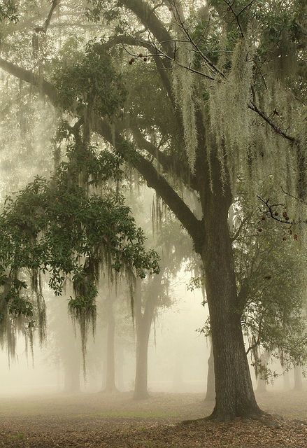 Weeping Willow, Spanish Moss, Southern Gothic, Willow Tree, The Mist, The Fog, Beautiful Tree, Pics Art, Nature Aesthetic