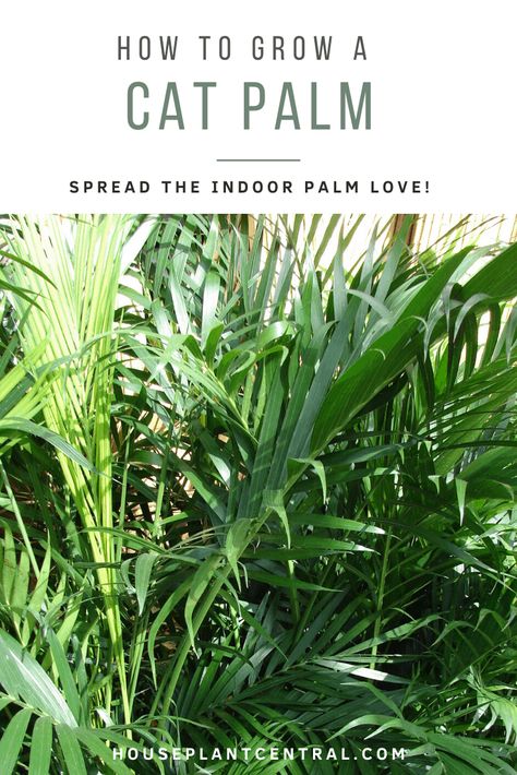 Wondering about cat palm care and growing this beautiful houseplant? The cat palm caresheet contains everything you need to know! Palm Plant Care, Cat Palm, Indoor Palms, Healthy Book, Palm House, Parlor Palm, Overwintering, Palm Plant, Letter X