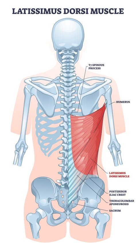 Latissimus Dorsi as body side muscle behind human ribcage outline diagram. Labeled educational medical scheme with spinous process, iliac crest or thoracolumbar aponeurosis anatomy vector illustration. Best Lat Exercises, Lat Exercises, Iliac Crest, Human Rib Cage, Muscle Diagram, Forward Head Posture Exercises, Physical Therapy Student, Latissimus Dorsi, Muscle Imbalance