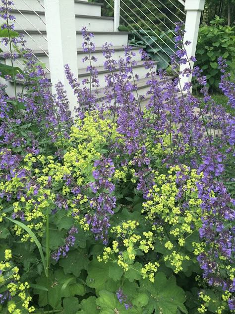 Garden Flowers Perennials, Lady's Mantle, Have Inspiration, Low Maintenance Garden, Garden Pictures, Beautiful Flowers Garden, Plant Combinations, Back Garden, Ground Cover