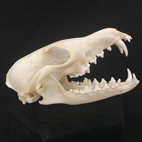 Red Fox Skull, Canine Skull, Raccoon Skull, Young Fox, Fox Skull, Skull Reference, Canine Tooth, Animal Pins, Vulture Culture