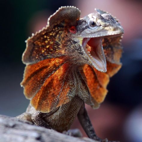 his frilled neck lizard is serving can I speak to the manager vibes. To intimidate predators, this reptile opens its mouth and unfurls a Frilled Neck Lizard Drawing, Frill Necked Lizard, Lizard Teeth, Cool Lizards, Frill Lizard, Copper Dragonborn, Magic Cowboy, Frilled Neck Lizard, Lizard Costume