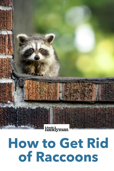 How to Get Rid of Raccoons Things I Have In Common With A Raccoon, Raccoon Deterrent How To Get Rid, How To Keep Raccoons Out Of Trash, Get Rid Of Groundhogs, Raccoon Repellent, Getting Rid Of Raccoons, Raccoon Family, Bushes And Shrubs, Raccoon Memes Funny