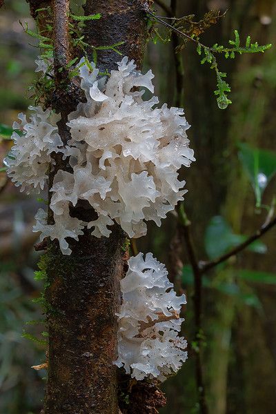 Tremella Mushroom, Tremella Fuciformis, Mushroom Names, Cystolepiota Mushroom, Spores Fungi, Fungi On Trees, Mushroom Images, Mycena Subcyanocephala Fungi, Mycorrhizae Fungi