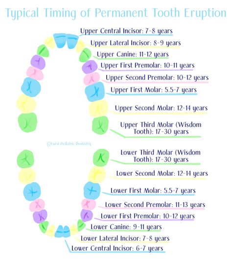 When Do Kids Get Their Permanent Teeth? | Learn More Teeth Growth Chart, Teeth Eruption Chart, Teeth Eruption, Loose Teeth, Impacted Tooth, Losing A Baby, Kids Teeth, Loose Tooth, Dental Bridge