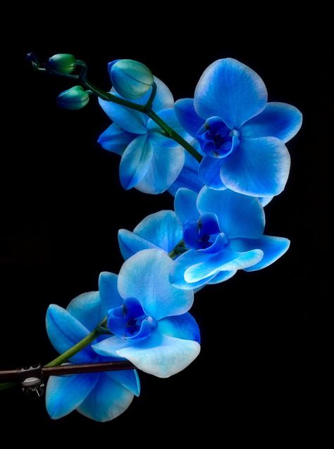 Orchid Wallpaper, Window Photo, Blue Flower Wallpaper, Orchid Color, Blue Orchids, Beautiful Orchids, Orchid Flower, Exotic Flowers, Flower Pictures