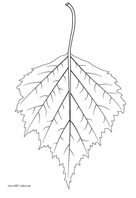 birch leaf Birch Tree Tattoo, Tree Tattoo Drawings, Birch Tree Leaves, Birch Tree Tattoos, Family Tree Mural, Tree Tattoo Color, Family Tree Images, Pine Tree Drawing, Oak Tree Tattoo