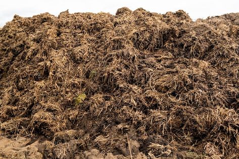 Cow Manure, Vector Photo, Premium Photo, Agriculture, Cow, Horses, Stock Photos, Photo And Video