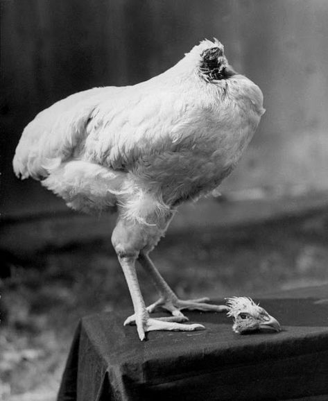 Miracle Mike: The Story of the Chicken That Lived for 18 Months Without a Head Headless Chicken, Wyandotte Chicken, University Of Utah, Interesting History, A Chicken, Life Magazine, Beautiful Creatures, Cut Off, Stranger Things