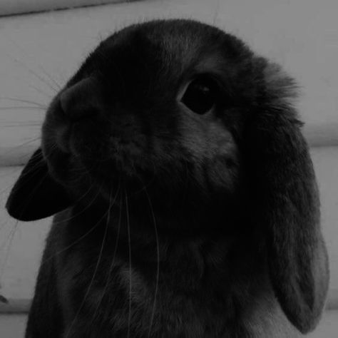 Dark Bunny Aesthetic, Rabbit Aesthetic Dark, Rabbit Aesthetic, Dean Koontz Books, Dean Koontz, Black Rabbit, Happiness Is A Choice, Aesthetic Dark, Dark Aesthetic