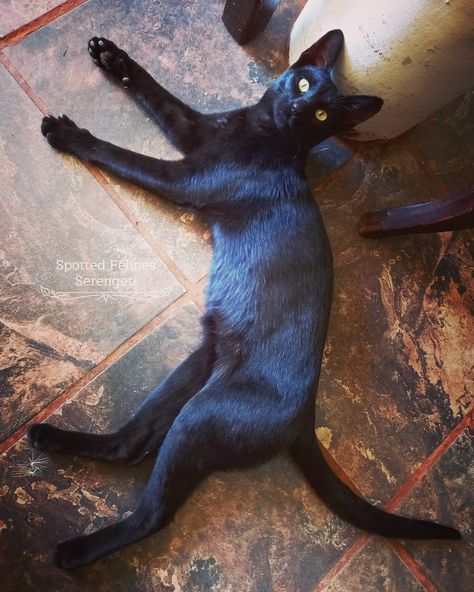 @spotted_felines_sarah: Cleopatra my beautiful black melanistic Serengeti cat 🐈‍⬛❤. My long leg Beauty Queen. 9 months old. She is going to be the perfect build Serengeti. I am blessed 😊 She is so lovely and Majestic 👑 A Serengeti of Spotted Felines South Africa 🐆 #serengeticat Serengeti Cat, Leg Beauty, Bengal Cat Kitten, Cat Anatomy, Spotted Cat, I Am Blessed, Beauty Queen, Bengal Cat, Long Legs