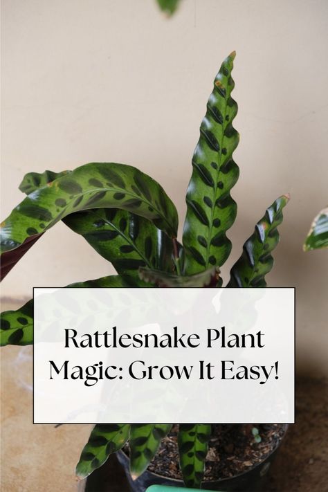 No magic needed here, just our simple care guide to grow your Rattlesnake Plant! Discover the easiest ways to make your plant flourish and turn your space into a green haven. #PlantMagic #EasyCare #RattlesnakeGrowth Rattle Snake Plant Care, Rattle Snake Plant, Rattlesnake Plant Care, Rattlesnake Plant, Houseplant Care, Indoor Greenery, Plant Mama, Plant Magic, House Plant Care