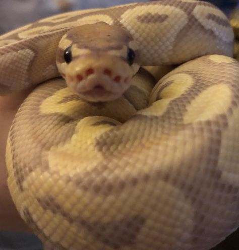 Banana Snake, Silly Snake, Ball Python Care, Rare Albino Animals, Danger Noodles, Milk Snake, Baby Snakes, Cool Snakes, Pretty Snakes