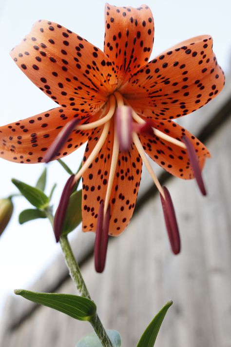 Tiger Lilies Flowers, Tiger Lillies Flowers, Tiger Lily Painting, Wild Tiger Lily, Tiger Lillie’s, Natural Magic, Tiger Lily, Tropical Plants, Drawing Inspiration