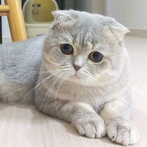 Cat Munchkin Cat Scottish Fold, Himalayan Persian Cats, Cat Races, Dream's Cat, Munchkin Cat, British Shorthair Cats, Kittens And Puppies, Scottish Fold